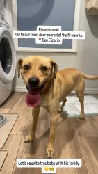 Found/Stray Male Dog last seen San Elizario HS, San Elizario, TX 79849