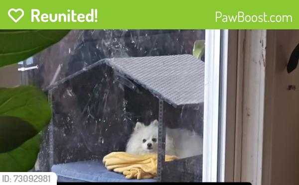 Reunited Male Dog last seen Parchester village, Richmond, CA 94808