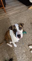 Lost Female Dog last seen Midway Road, Martin Road, North Pike Lake Road, Duluth, MN 55811