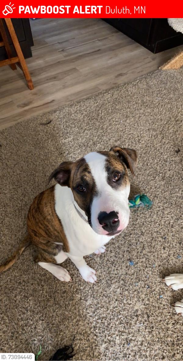 Lost Female Dog last seen Midway Road, Martin Road, North Pike Lake Road, Duluth, MN 55811