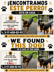 Found/Stray Male Dog last seen Brittany, Indianapolis, IN 46222