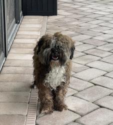 Found/Stray Male Dog last seen Glades Cut Off at back gate of PGA Village, Port St. Lucie, FL 34986