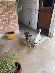 Found/Stray Female Dog last seen 22nd Ave and Osborn, Phoenix, AZ 85015