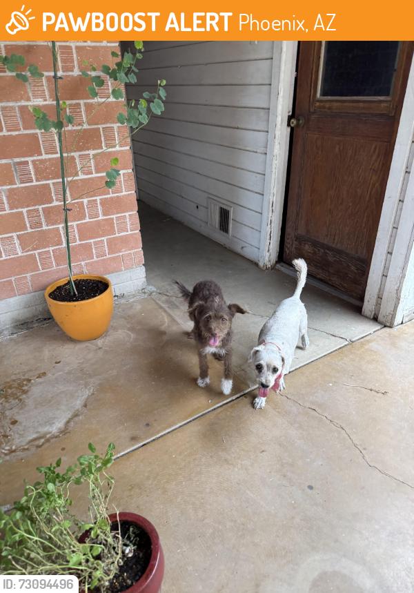Found/Stray Female Dog last seen 22nd Ave and Osborn, Phoenix, AZ 85015