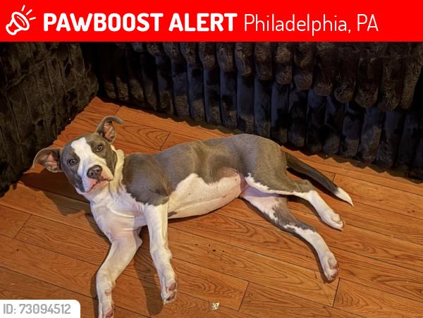 Lost Male Dog last seen Price street and chew ave, Philadelphia, PA 19138