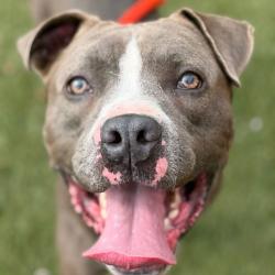 Shelter Stray Male Dog last seen , Animal Care & Control Team of Philly, 111 W Hunting Park Ave, Philadelphia, PA 19140, USA