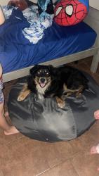 Reunited Male Dog last seen Cypress Knoll and Runnel Dr., New Port Richey, FL 34653