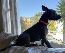 Reunited Male Dog last seen Resort Rd. Squaw Valley Meadow, Olympic Valley, CA 96146