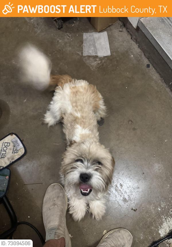Found/Stray Male Dog last seen Stewart elementary school, Lubbock County, TX 79407