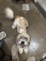Found/Stray Male Dog last seen Stewart elementary school, Lubbock County, TX 79407