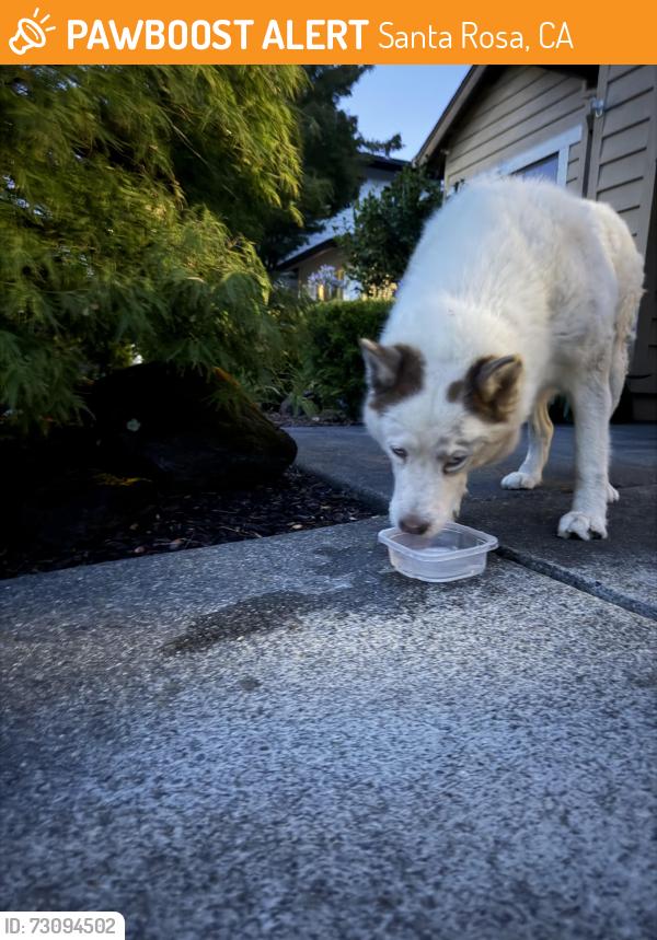 Found/Stray Unknown Dog last seen Piner High School Area, Santa Rosa, CA 95403