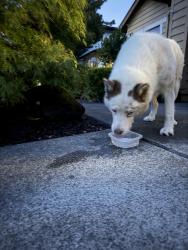 Found/Stray Unknown Dog last seen Piner High School Area, Santa Rosa, CA 95403