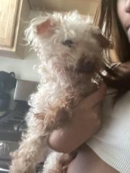 Reunited Male Dog last seen George Street, York, PA 17404