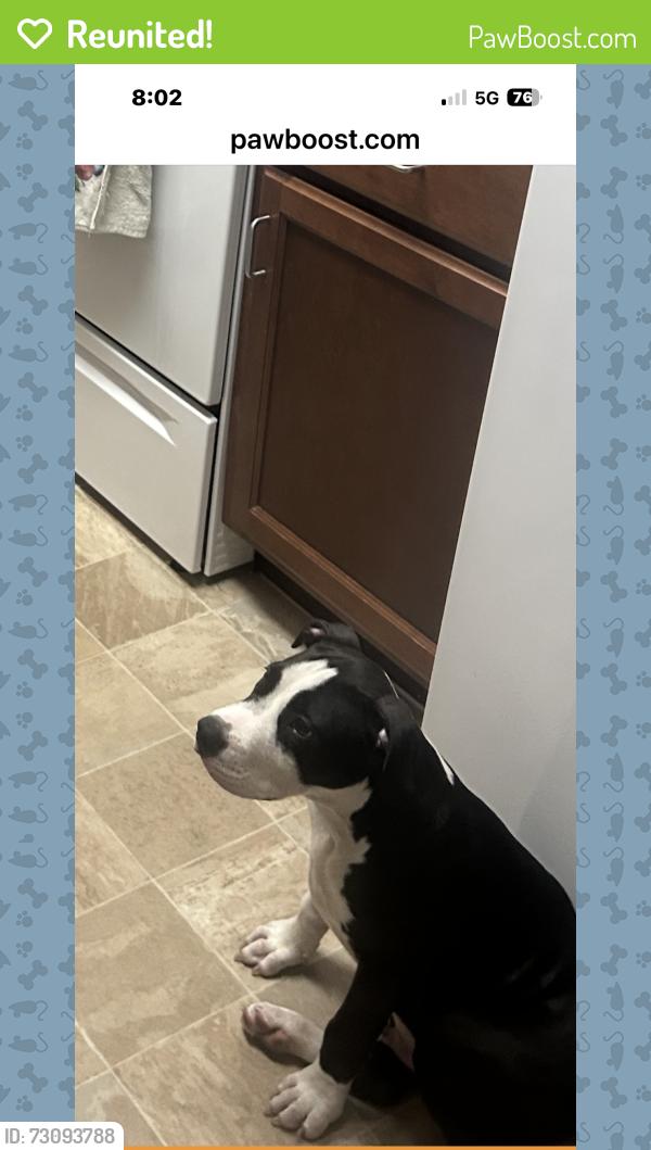 Reunited Male Dog last seen Alexson St, Spring Hill, FL 34610