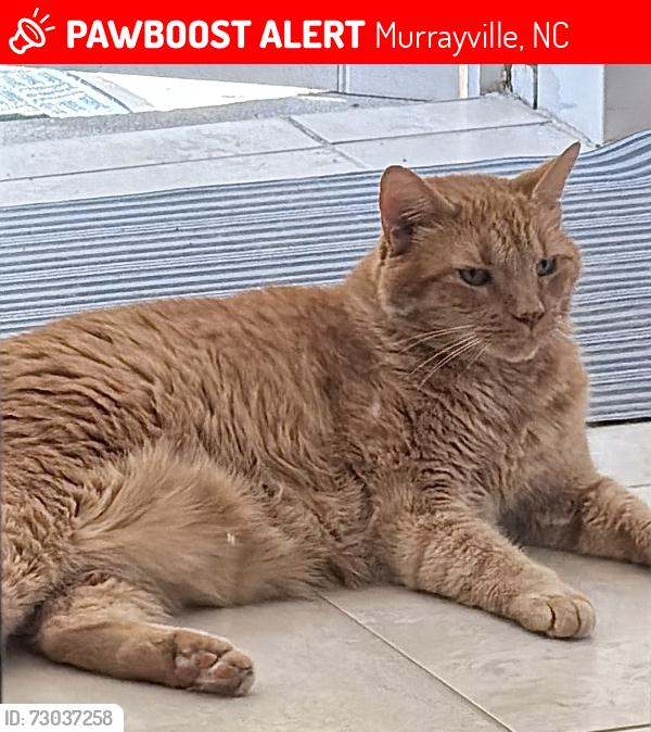 Lost Male Cat last seen Sun Coast Dr & Farrington Farms, Murrayville, NC 28411