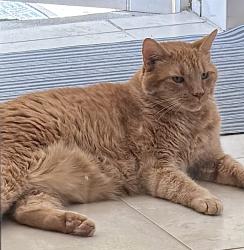 Lost Male Cat last seen Sun Coast Dr & Farrington Farms, Murrayville, NC 28411