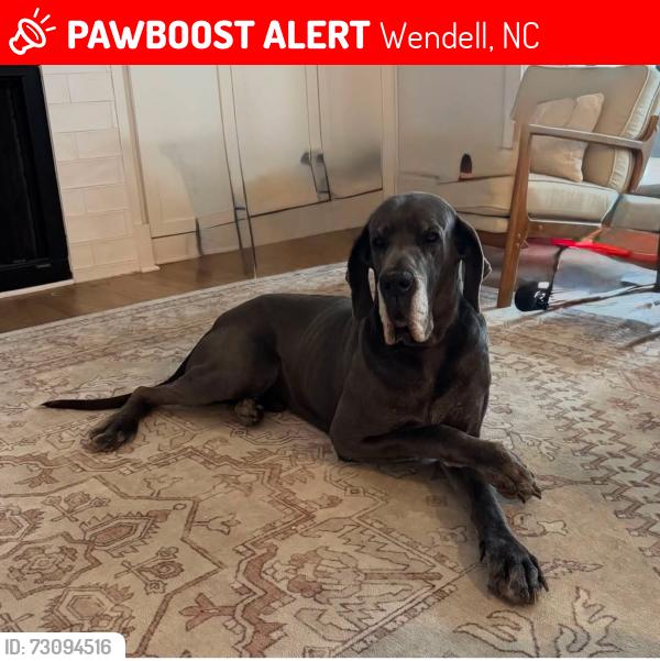 Lost Male Dog last seen Edgemont rd and Riley Hill rd, Wendell, NC 27591