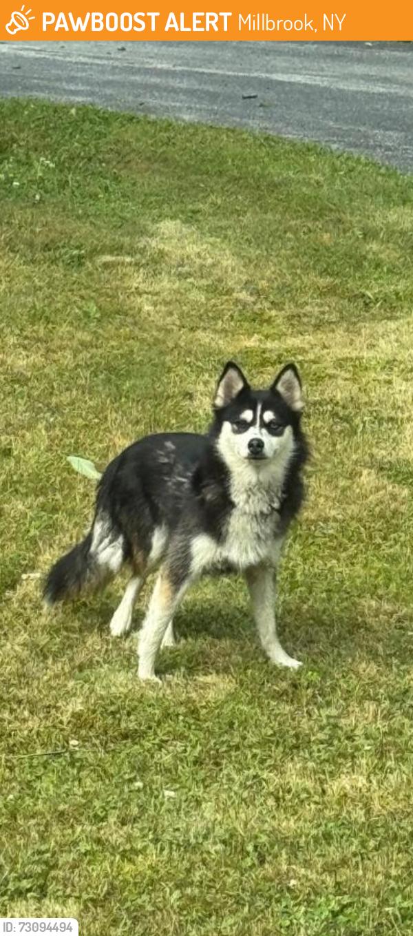 Found/Stray Unknown Dog last seen South Road & Verbank Road, Millbrook, NY @ Closed bridge being repaired, Millbrook, NY 12545