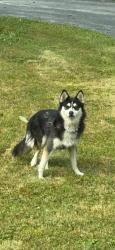Found/Stray Unknown Dog last seen South Road & Verbank Road, Millbrook, NY @ Closed bridge being repaired, Millbrook, NY 12545