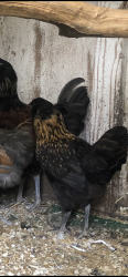 Lost Female Other last seen Whitson rd, Huntington Station, NY 11746