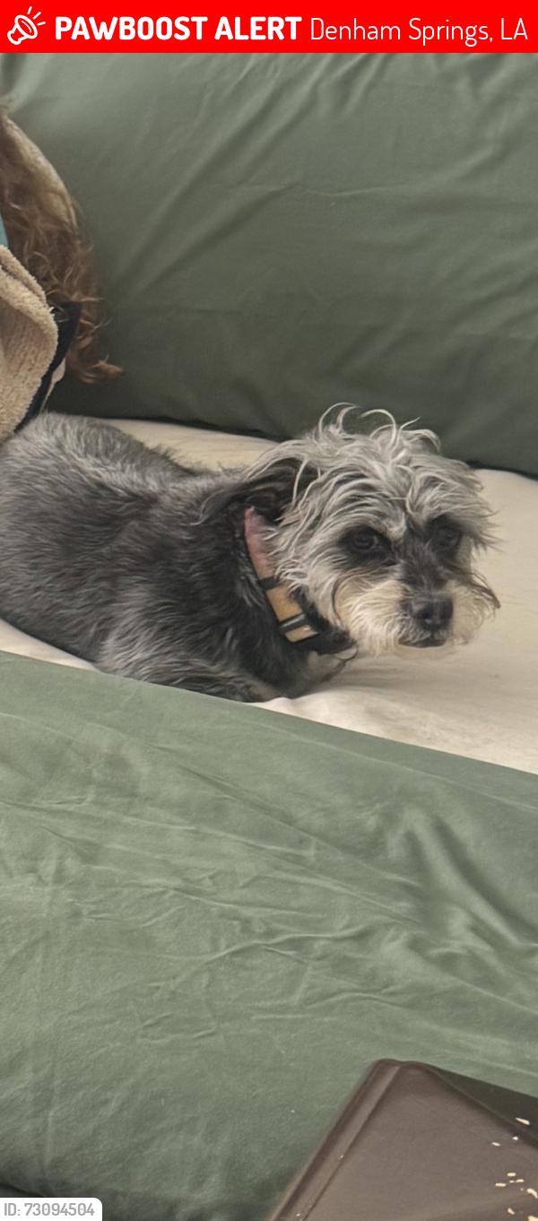Lost Female Dog last seen Emerald St and Dunn Rd., Denham Springs, LA 70726