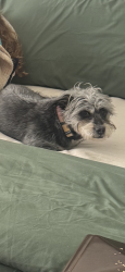 Lost Female Dog last seen Emerald St and Dunn Rd., Denham Springs, LA 70726