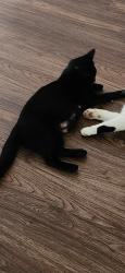Lost Female Cat last seen Poole bridge road, Hiram, GA 30127
