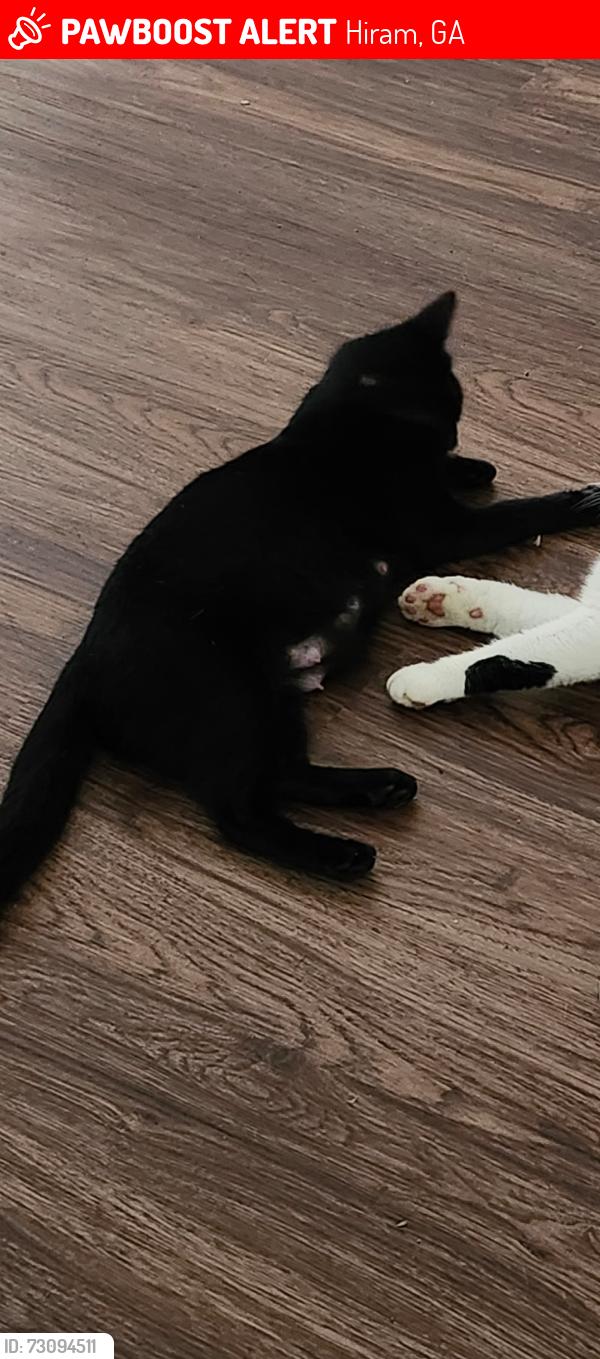 Lost Female Cat last seen Poole bridge road, Hiram, GA 30127