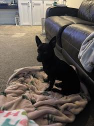 Found/Stray Male Dog last seen Kanawha state forest, Charleston, WV 25314