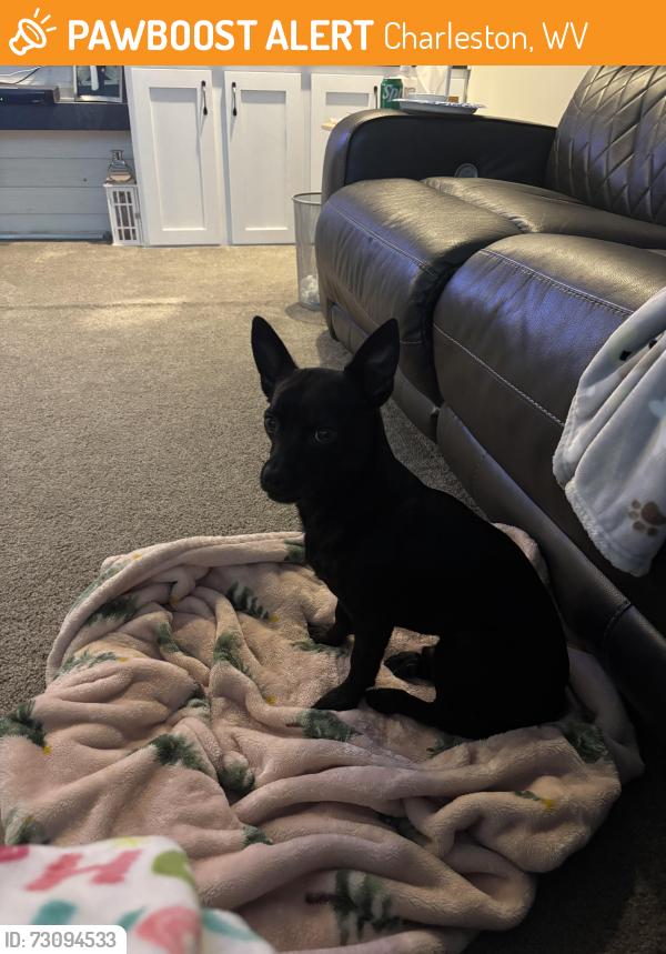 Found/Stray Male Dog last seen Kanawha state forest, Charleston, WV 25314