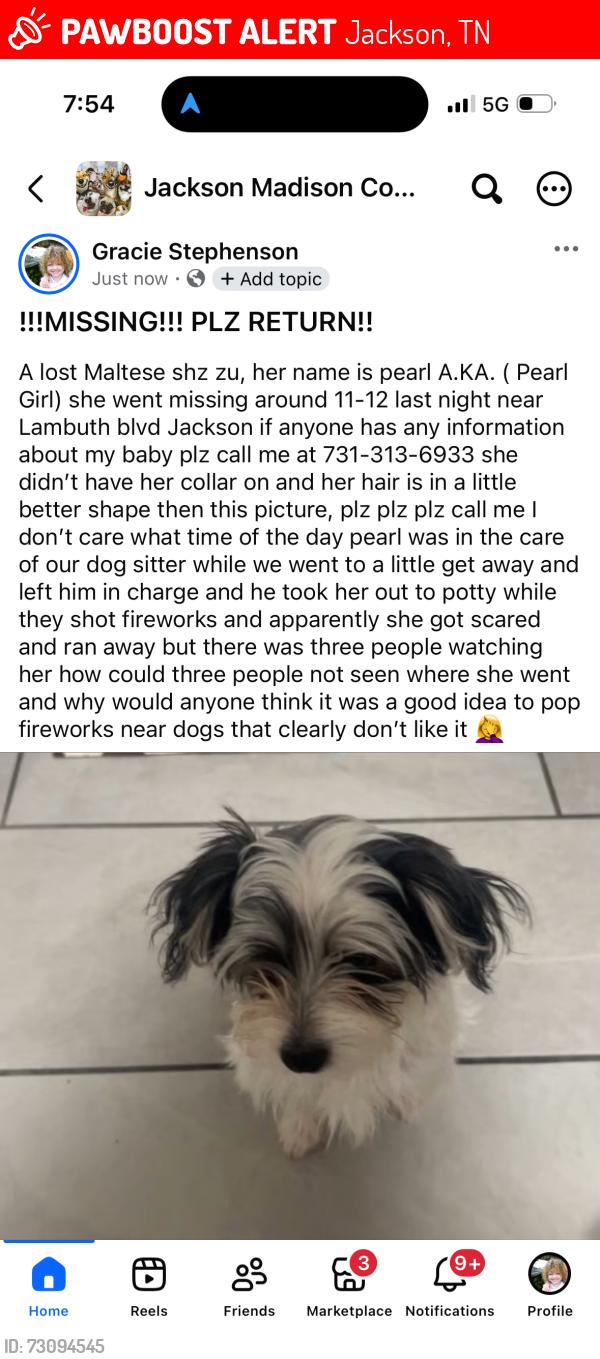 Lost Female Dog last seen University of Memphis on lambuth, Jackson, TN 38301