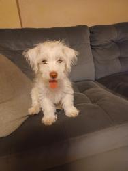 Reunited Male Dog last seen N. Cragmont and Hyland, San Jose, CA 95127