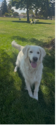 Reunited Male Dog last seen S First st and Alma, San Jose, CA 95112