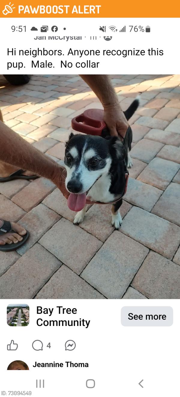 Found/Stray Male Dog last seen Waveland beach, Hutchinson Island South, FL 34957