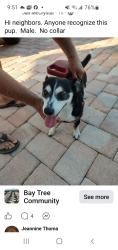 Found/Stray Male Dog last seen Waveland beach, Hutchinson Island South, FL 34957
