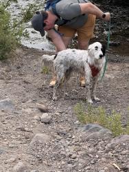 Found/Stray Male Dog last seen Hunters Creek Trailhead, Reno, NV 89519