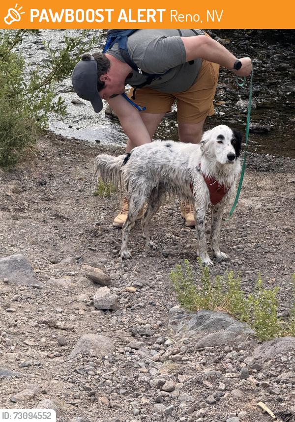 Found/Stray Male Dog last seen Hunters Creek Trailhead, Reno, NV 89519