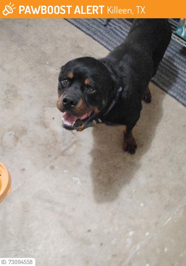 Found/Stray Male Dog last seen Bermuda, Killeen, TX 76549