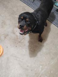 Found/Stray Male Dog last seen Bermuda, Killeen, TX 76549