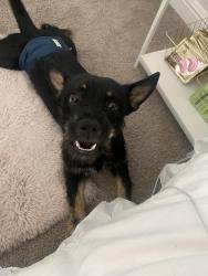 Lost Male Dog last seen Near rendon new hope rd, Fort Worth, TX 76140