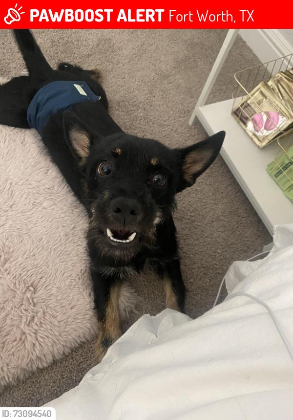 Lost Male Dog last seen Near rendon new hope rd, Fort Worth, TX 76140