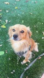 Found/Stray Male Dog last seen Near gas station, Bakersfield, CA 93313