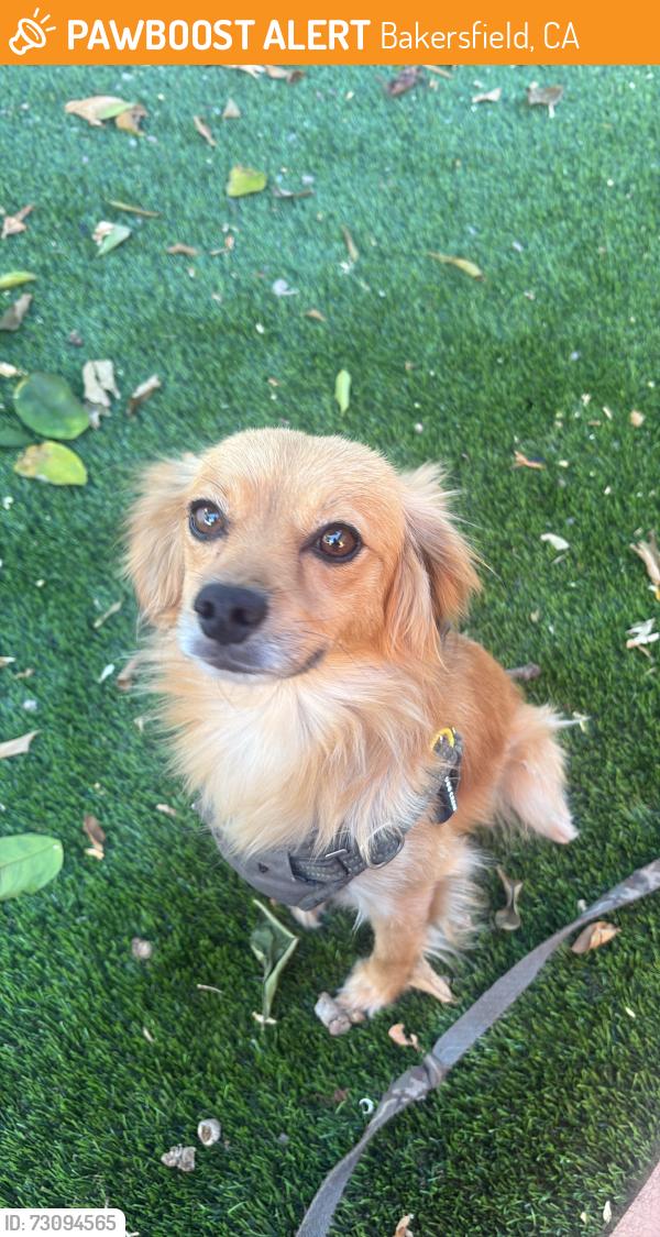 Found/Stray Male Dog last seen Near gas station, Bakersfield, CA 93313