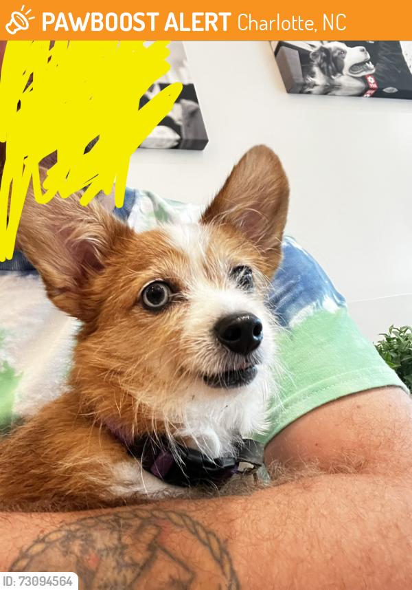 Found/Stray Female Dog last seen Sharon Rd West & Regent Park Ln, Charlotte, NC 28210