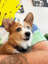 Found/Stray Female Dog last seen Sharon Rd West & Regent Park Ln, Charlotte, NC 28210