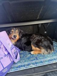 Reunited Male Dog last seen Caughlin Rd and Smoketree Rd, Phelan, CA 92371