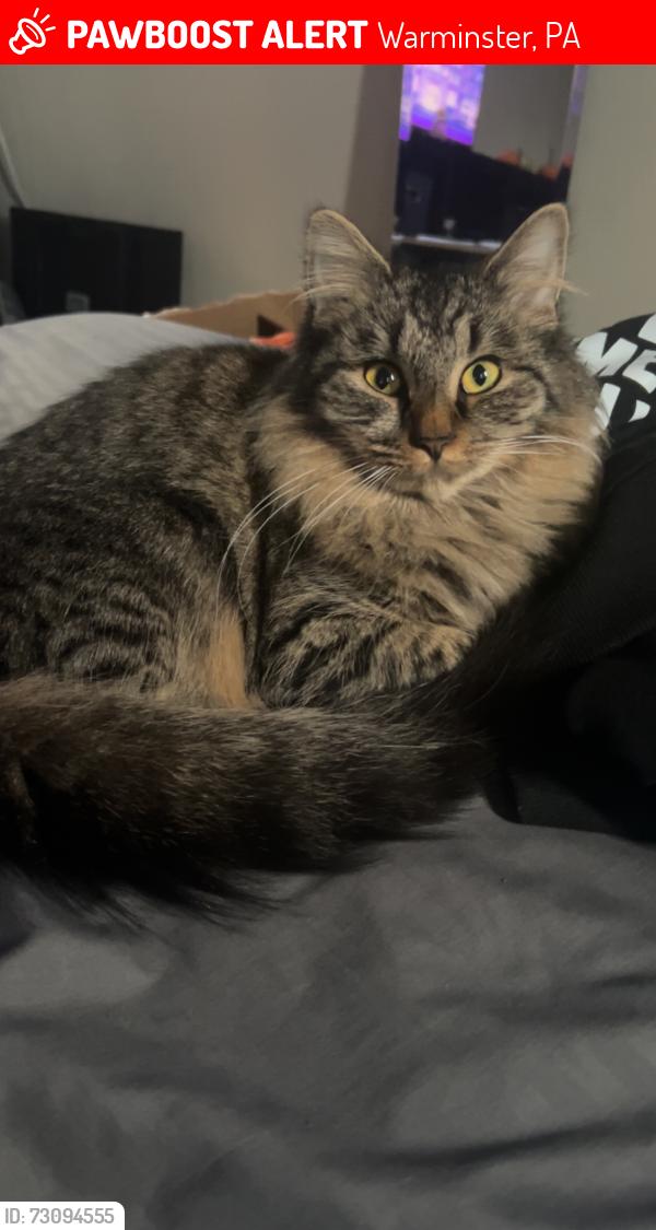 Lost Female Cat last seen Madison Ave and lemon st, Warminster, PA 18974