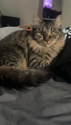 Lost Female Cat last seen Madison Ave and lemon st, Warminster, PA 18974
