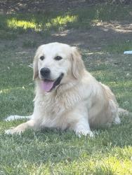 Lost Male Dog last seen Limestone road, limestone medical, limestone Wawa, Wilmington, DE 19808