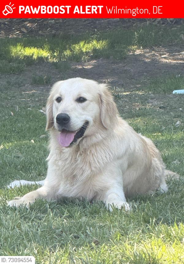 Lost Male Dog last seen Limestone road, limestone medical, limestone Wawa, Wilmington, DE 19808